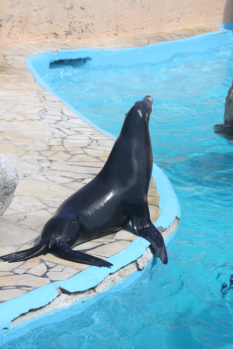 Marineland - Otaries - 003